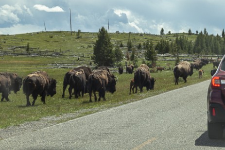 Büffel neben der Straße in Yellowstone NP