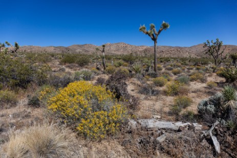 Joshua Trees im Mojave National Preserve