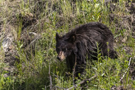 Junger Schwarzbär im Yellowstone Nationalpark