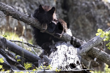 Junger Schwarzbär im Yellowstone Nationalpark