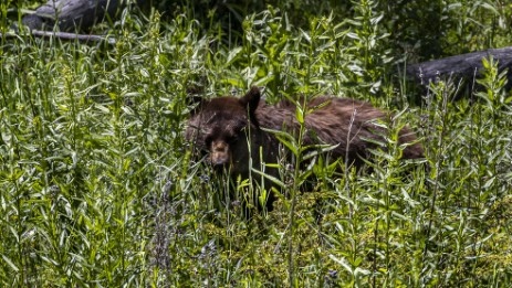 Bär im Yellowstone Nationalpark