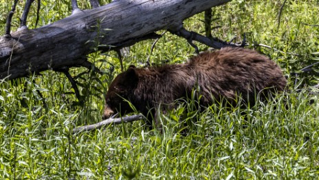 Bär im Yellowstone Nationalpark