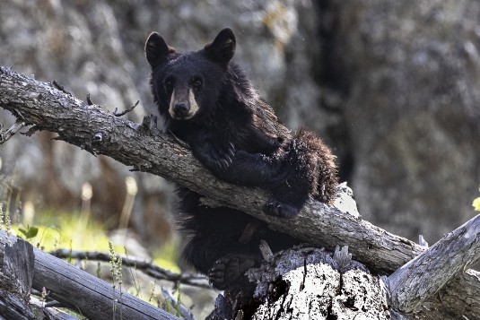 Junger Schwarzbär im Yellowstone NP