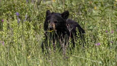 Schwarzbär im Yellowstone Nationalpark