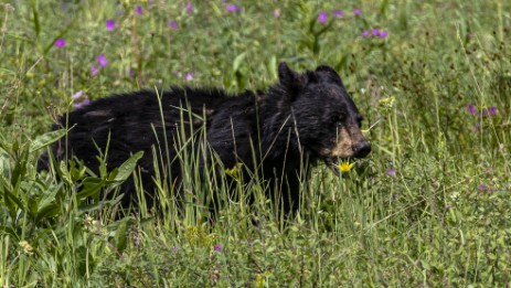 Schwarzbär im Yellowstone Nationalpark