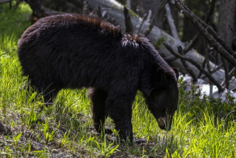 Schwarzbär im Yellowstone Nationalpark