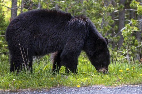 Schwarzbär im Yellowstone Nationalpark