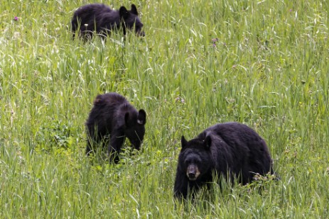 Schwarzbären im Yellowstone Nationalpark