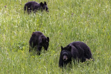 Schwarzbären im Yellowstone Nationalpark