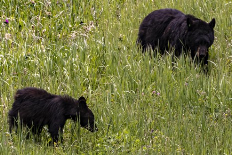 Schwarzbären im Yellowstone Nationalpark