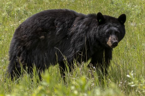 Schwarzbär im Yellowstone Nationalpark