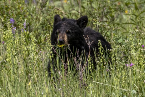 Schwarzbär im Yellowstone Nationalpark