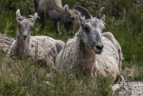 Bighorns in Badlands Nationalpark