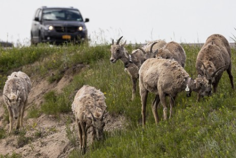 Bighorns in Badlands Nationalpark