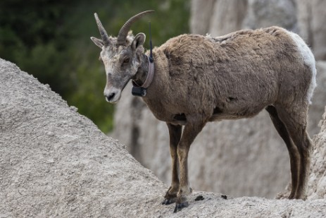 Bighorn in Badlands Nationalpark