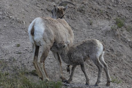 Bighorns in Badlands Nationalpark