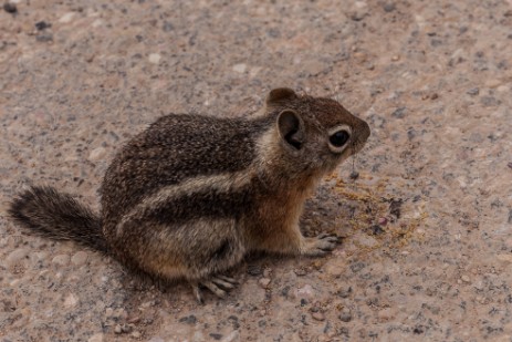 Sqirrel am Sunset Point im Bryce Canyon