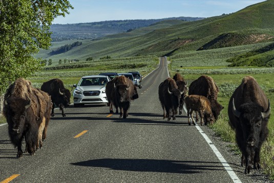 Büffel auf Straße im Yellowstone NP