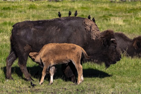 Büffel beim Säugen im Yellowstone Nationalpark
