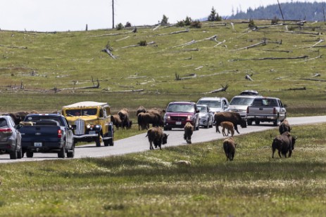 Büffel neben der Straße in Yellowstone NP