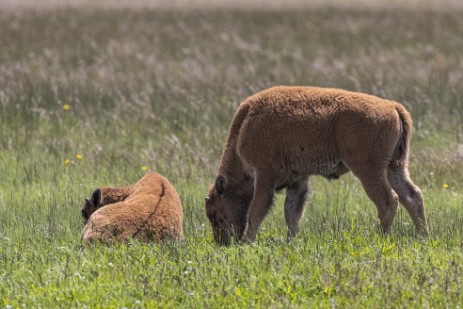Büffel im Yellowstone Nationalpark