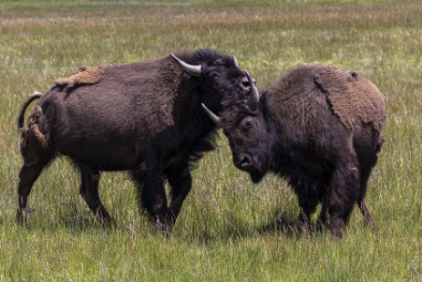 Büffel im Yellowstone Nationalpark