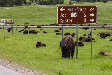 Bisonherde im Custer Statepark