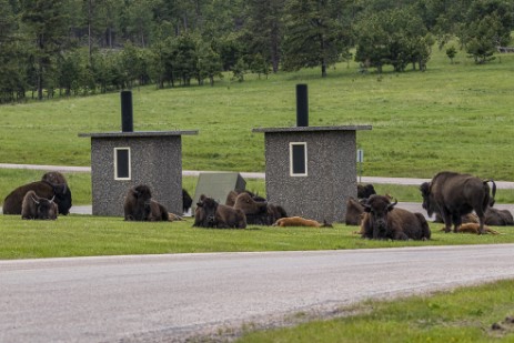 Bisons neben Rest Rooms im Custer Statepark