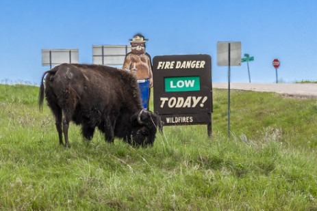 Bison im Custer Statepark