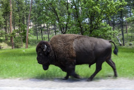 Bison im Custer Statepark