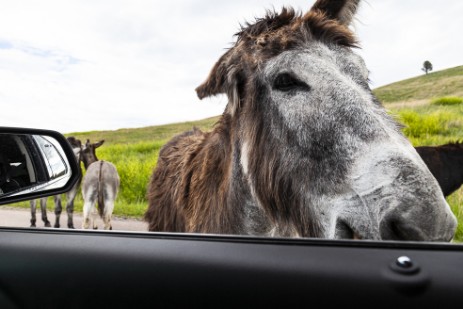 Burro an Auto im Custer Statepark