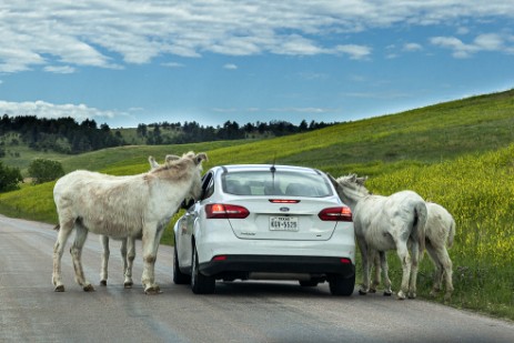 Burros an Auto im Custer Statepark