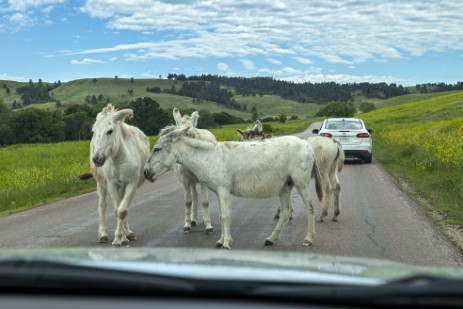 Burros auf der Straße im Custer Statepark