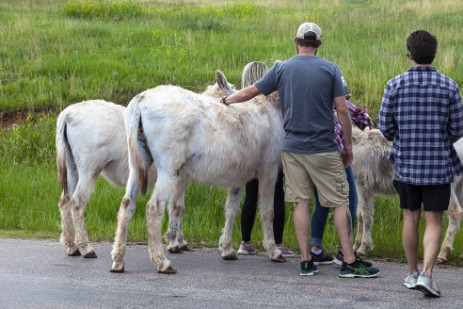 Burros im Custer Statepark