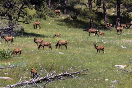 Wapitis im Custer Statepark