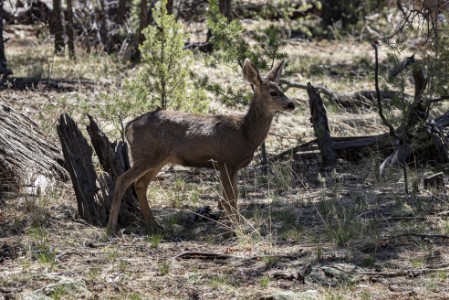 Hirsch bei Walnut Canyon