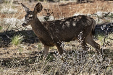 Hirsch bei Walnut Canyon