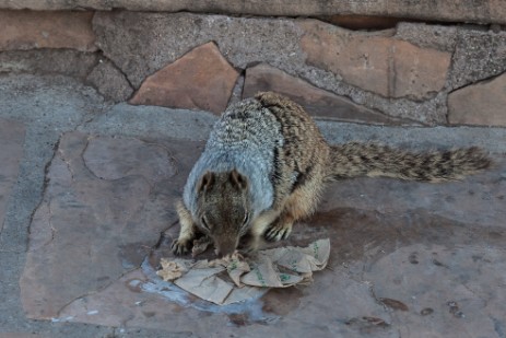 Hörnchen frisst Abfall