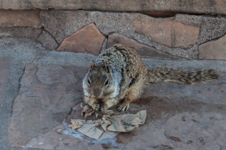 Hörnchen frisst Abfall am Grand Canyon