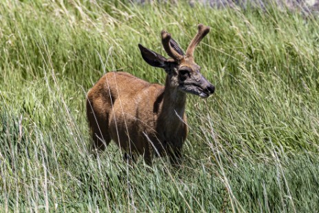 Wapiti an Rest Area in Wyoming