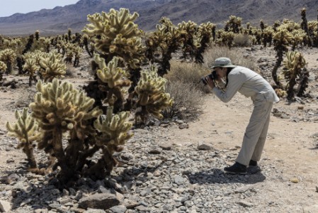 Cholla Garden im Joshua Tree Nationalpark