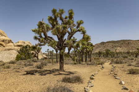 Hall of Horrors Trail im Joshua Tree Nationalpark