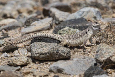 Eidechse im Joshua Tree Nationalpark