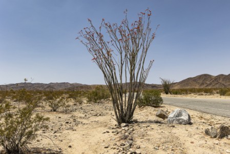 Ocotillo Patch im Joshua Tree Nationalpark