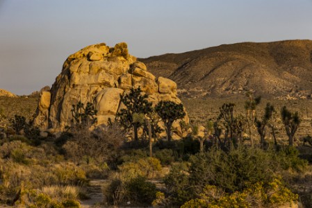 Sonnenuntergang im Joshua Tree Nationalpark