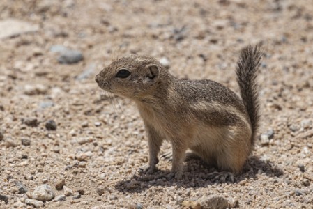 Squirrel im Joshua Tree Nationalpark