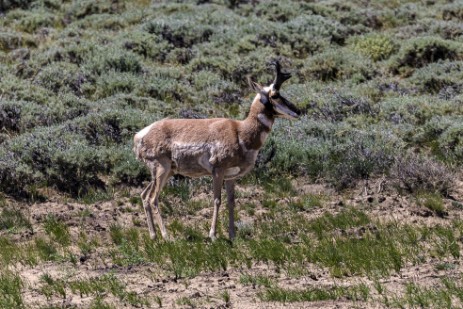 Pronghorn