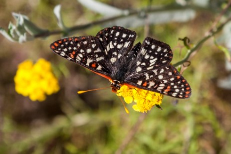 Schmetterling