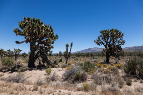 Joshua Tree Wald im Mojave National Preserve