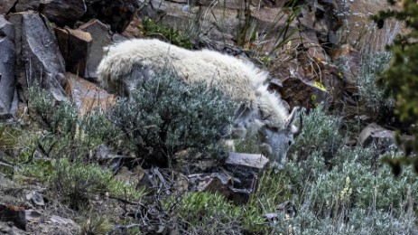 Mountain Goat im Yellowstone Nationalpark